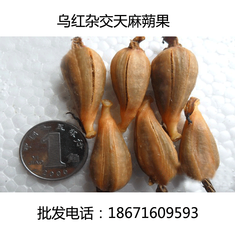 湖北宜昌天麻种子 天麻硕果 天麻硕果 天麻果子 天麻花粉 萌发菌
