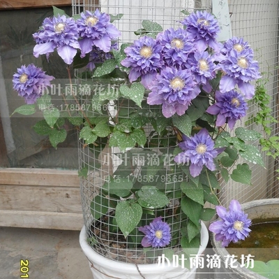 铁线莲 蓝光图片