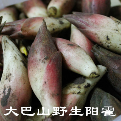 四川特产大巴山野菜巴中平昌野生阳霍元霍蘘荷野姜洋荷盐夥盐活子