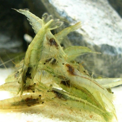 黑壳虾繁殖过程图