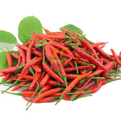 新鲜小米椒价格_新鲜小米椒图片