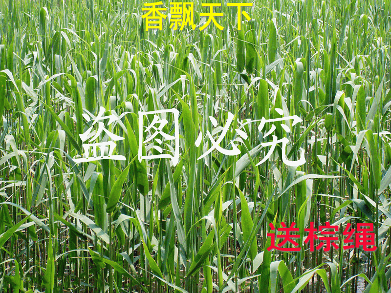 小河边新鲜野生芦苇叶粽叶柴叶包棕子叶现采摘发货210片包邮送绳图片