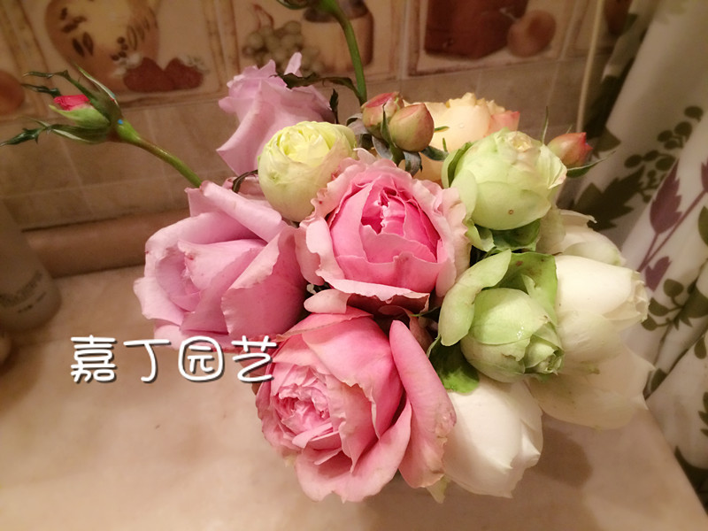 临港奉贤园区正旭南路西侧(万水路-山椿路)绿化工程百家乐在线注册网址(D02-02地块)的竞争性磋商公告