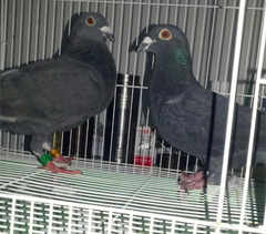 黑鸽子 种鸽价格_黑鸽子 种鸽图片