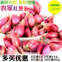 新鲜红葱头干葱头广东小香葱头种子火葱四季葱种做肠粉卤肉油葱酥