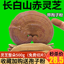 Stone garden wild Ganoderma lucidum natural Changbai Mountain 500g red Ganoderma lucidum dry goods whole wine Linzhi a catty