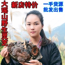 Guangxi pure wild purple Ganoderma lucidum Black Ganoderma Lucidum wall-breaking spore powder Pruning small Ganoderma lucidum 500g can be sliced and pulverized