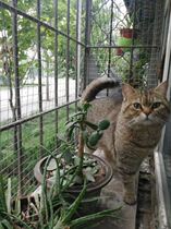 Steel wire mesh protection net indoor window protection net home anti-fall safety fence guardrail small hole child safety