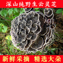 Wild cloud Ganoderma lucidum Qinling cloud mushroom Oriental cloud Ganoderma lucidum 21 years new 500g Ganoderma lucidum five bacteria prescription
