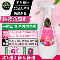 Flower and plant insecticide: a special insecticide for Chinese rose