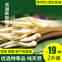 现货速发湖北土特产洪湖新鲜藕带肠子莲藕尖稍子芽闭蔬菜2斤