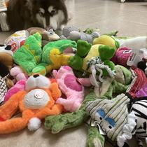 (Live Special shot) Dog plush toy small dog medium and large dog Corky Teddy sound sound paper accompaniment