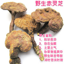 Ganoderma lucidum wild Ganoderma lucidum pure wild Ganoderma lucidum 500g 13 years old shop physical store Natural Ganoderma lucidum