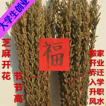 Black sesame stem stem dry straw happy move housewarming opening Spring Festival auspicious decoration flowering