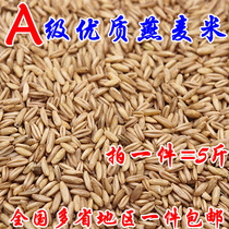 Oat Rice bird food bird food Finch wild wheat oat kernel tiger skin parrot peony five catties