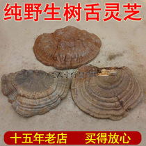 Zhi people in the wild wild flat Ganoderma lucidum tree tongue Ganoderma lucidum pruning Wood Ganoderma lucidum 250 grams