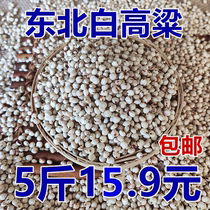 White sorghum rice to shell with skin white sorghum mixed with pigeon grain pigeon feed pigeon feed pigeon feed pigeon feed pigeon grain
