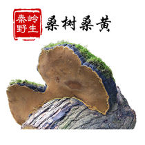 (Buy 3 get 1 same model) Qinling deep mountains wild Phellinus 250g big special authentic Mulberry Phnom Penh Mulberry