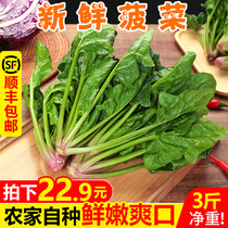 山东新鲜小菠菜3斤农家赤根波斯菜红根矮杆大叶蔬菜鹦鹉青菜特产