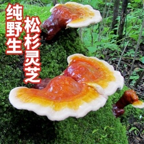 Songshan Ganoderma lucidum pure wild special grade Northeast Natural Ganoderma lucidum slices