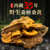35 years of Phellinus yellow) Tibet wild Mulberry Mulberry Mulberry wild Ganoderma lucidum Tibetan wild Phellinus 1 catty