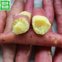 Authentic Shaanxi specialty farm fresh sand chestnut potato sweet potato sweet potato small fragrant potato now dug and sent 5 kg