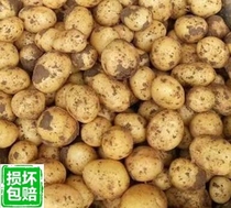 (Wanbei Farm)2019 is now digging fresh Gansu Dingxi new potatoes potatoes self-breeding potatoes 9-10 kg