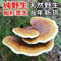 Northeast pure wild pine shirt Ganoderma lucidum dry goods sliced powder wine Changbai Mountain natural deep mountain picking 100g