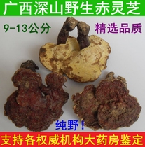 Picking WILD Ganoderma lucidum in the mountains of Guangxi in 2021 pruning RED ZHI to soothe the nerves and nourish 9-13CM500G