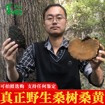 Wild Mulberry Mulberry Wang Shennongjia Ganoderma lucidum traditional Chinese medicine natural pruning can slice 250g for free