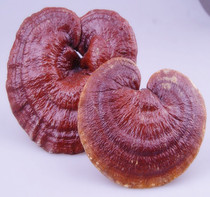 Chinese herbal medicine Ganoderma lucidum Changbai Mountain semi-wild pruning Ganoderma lucidum Linzhi Ganoderma lucidum tablets 500g