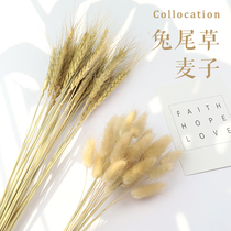 Natural barley wheat ear rabbit tail grass dry flower photo props ornaments photography props shooting props background