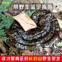 (Northeast Changbai Mountain straight hair) Wild black Ganoderma lucidum dry goods deep mountain purple red Linzhi sparkling wine natural 250g