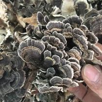 Wild Yunzhi 250g dry product Huang Yunzhi new goods can be beaten selection insect-free Changbai Mountain wild Ganoderma lucidum mushroom