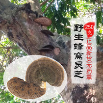 Village girl wild honeycomb Ganoderma lucidum hairy honeycomb 250g selection of high-quality large single 10cm or more