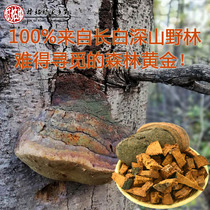 Changbai Mountain wild Phellinus yellow fire wood layer fungus comparable to Mulberry Mulberry yellow Ganoderma lucidum pine Mulberry splinter 250g