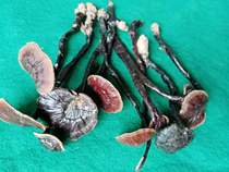 Promotion 2021 new goods Hainan Qiongzhong Wuzhishan pure wild black bamboo Ganoderma lucidum 250g