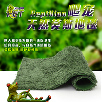 cookie crawling pet Gully landscape moss carpet pet horned frog mat rainforest tank moisturizing Super horned frog mud