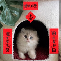 Cat and dog nest mini pet couplet New Year Spring Festival Spring Festival Spring Festival 2022 creative housewarming happy moving new home decoration