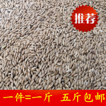 Imported Ghanaizi Parrot bird edible oil tip millet white tip millet grass seed canary bird food National 5kg