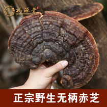 Wild Ganoderma lucidum sessile chorizhi fine Linzhi red purple lucidum can be sliced 250g buy 3 send spore powder Special Grade