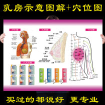 Schematic diagram of female human breast structure cervical disease lymphatic removal meridian acupoint beauty poster wall chart