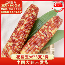 YummyHunter-花糯玉米*3粒粘玉米  新加坡本地发货