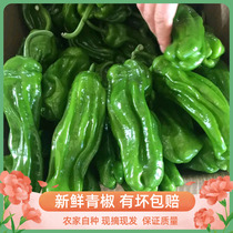 新鲜辣椒青辣椒新鲜蔬菜炒菜现摘现发农家当季蔬菜虎皮辣椒3斤装