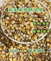 50 catties of pigeon grain pigeon grain corn bird food pigeon pigeon pigeon young pigeon pigeon pigeon pigeon food feed