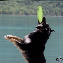 Horse dog large dog dog toy Frisbee golden retriever training special puppy supplies pet corgi border pastures Labrador