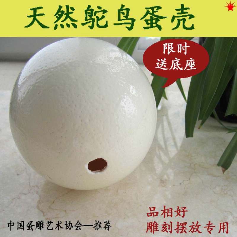 Natural ostrich eggshell oversized high 16 5 cm about Ostrich egg carving crafts DIY raw materials