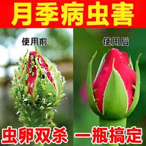Monthly pest and pest commonly used drug for yellow-leaf disease red spider aphid rose jasmine pesticide