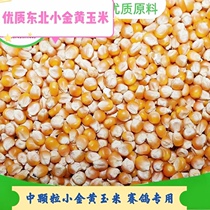 Gansu middle grain and small gold yellow corn corn corn pigeon grain 50kg