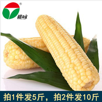 桃咏上海南汇本地农家壳带皮新鲜生香粘软白糯玉米棒现摘现发